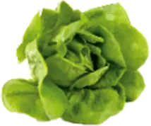 Lollo Rossa lettuce