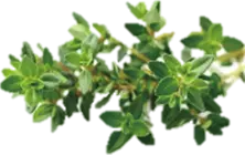 Thyme