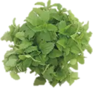 Lemon balm