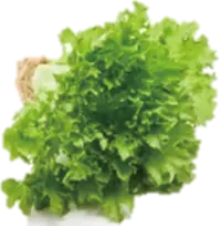 Green leaf lettuce