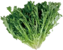 Endive