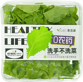 Green leaf lettuce