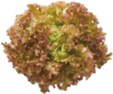 Red coral lettuce